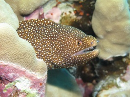 92 Whitemouth Moray IMG 2450